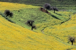  Paysages agricoles region de Meknes Maroc
